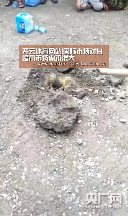 开云体育官网