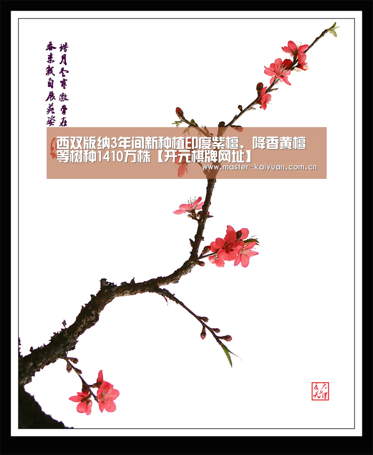 西双版纳3年间新种植印度紫檀、降香黄檀等树种1410万株【开元棋牌网址】(图1) 开云体育官网